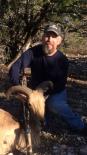 Aoudad Sheep