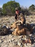 Aoudad Sheep 2015