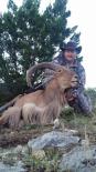 Aoudad Sheep 2016