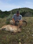 Aoudad Sheep 2016