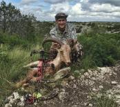 Aoudad 2015