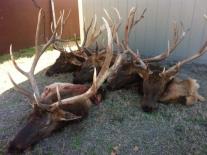 Texas Hunting Outfitters - Red Stag Hunts